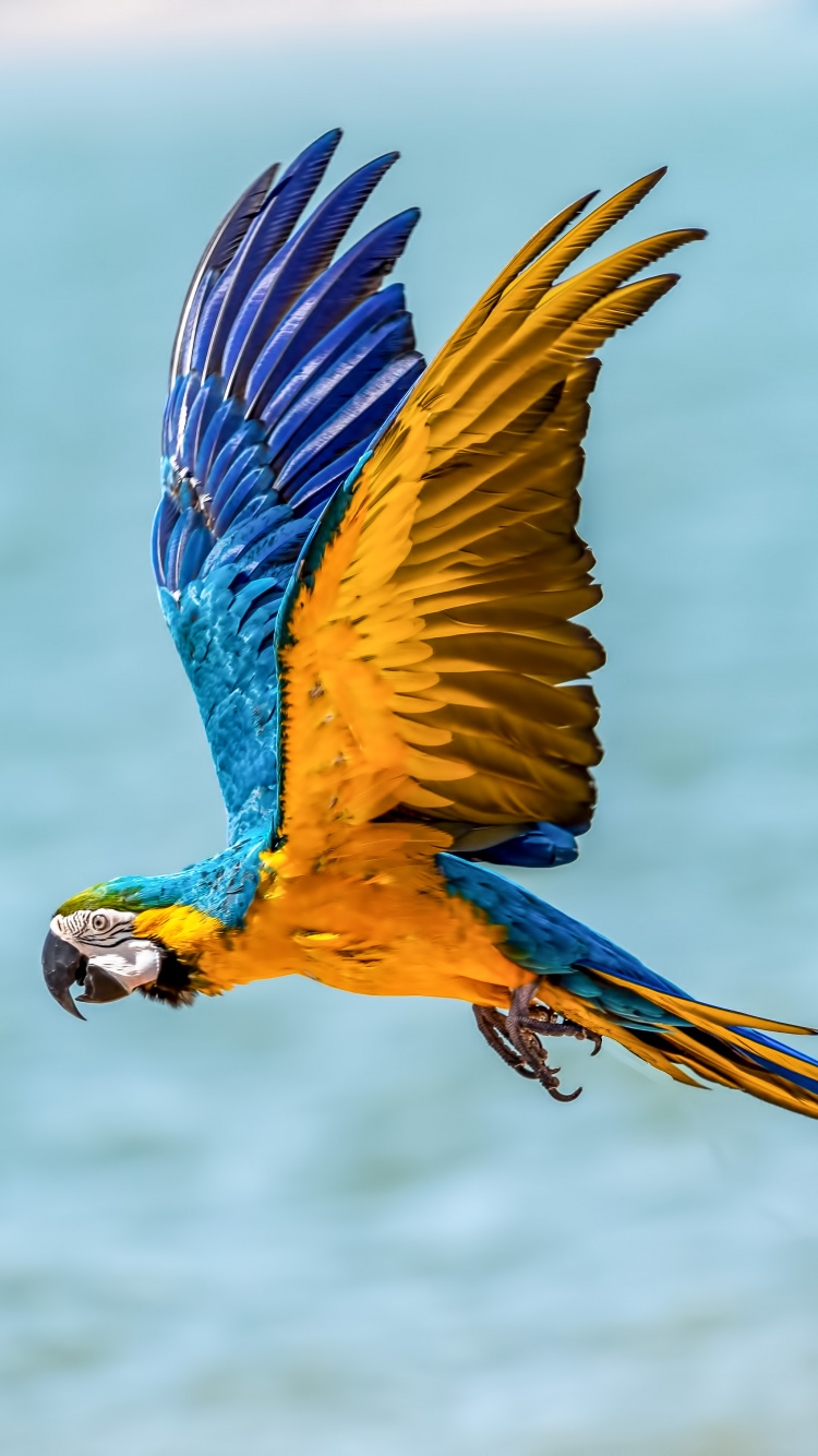 Blue Yellow and White Parrot. Wallpaper in 750x1334 Resolution
