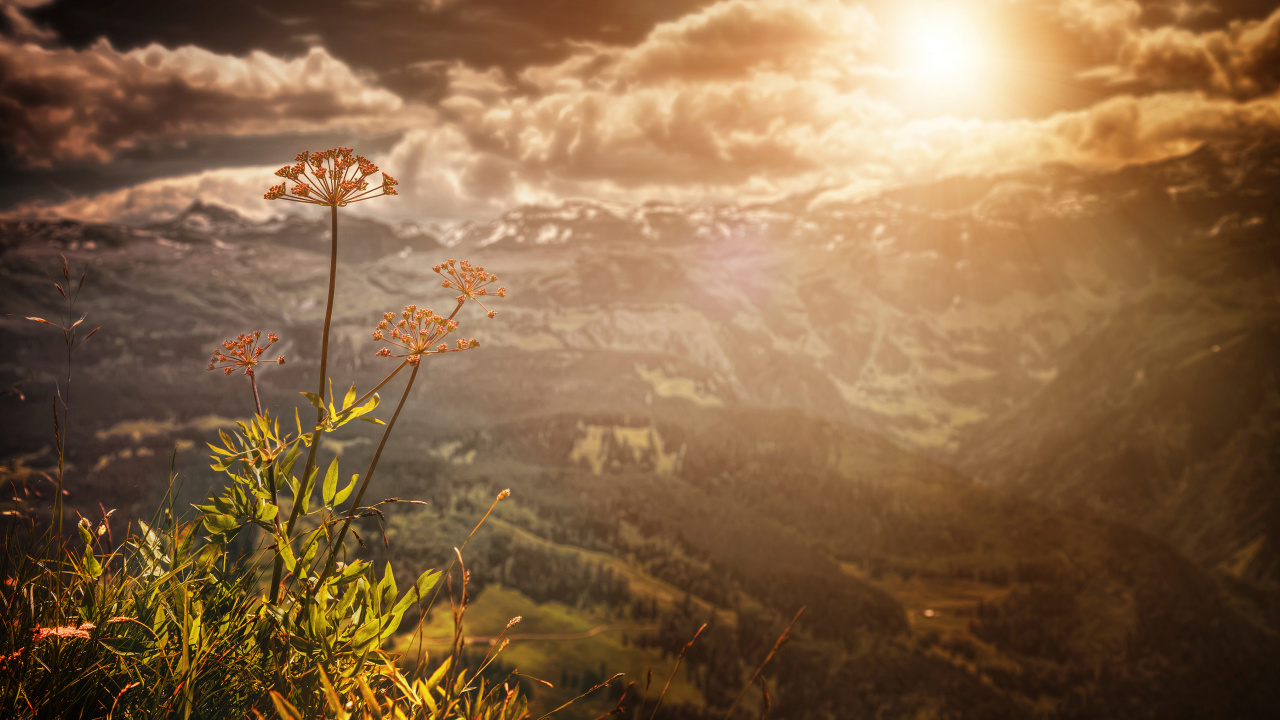 White Flower on Green Grass Field During Daytime. Wallpaper in 1280x720 Resolution