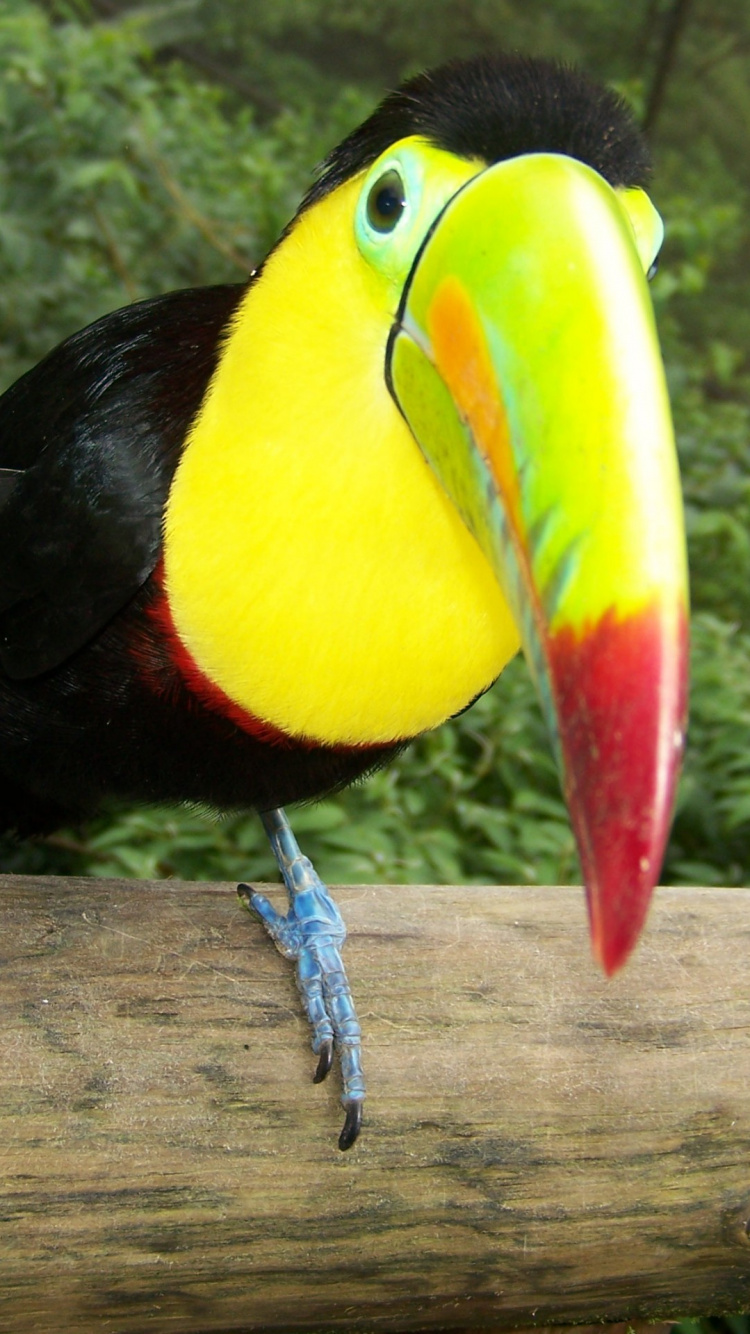 Oiseau Noir Jaune et Rouge Sur Une Branche en Bois Marron Pendant la Journée. Wallpaper in 750x1334 Resolution