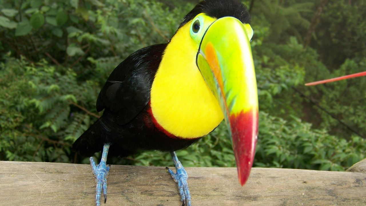 Black Yellow and Red Bird on Brown Wooden Branch During Daytime. Wallpaper in 1280x720 Resolution