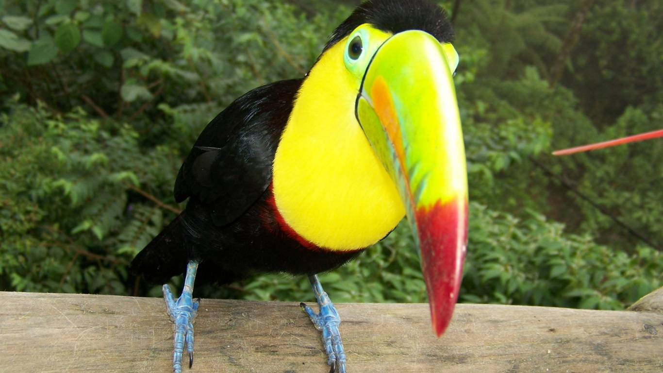 Pájaro Negro, Amarillo y Rojo en la Rama de Madera Marrón Durante el Día. Wallpaper in 1366x768 Resolution