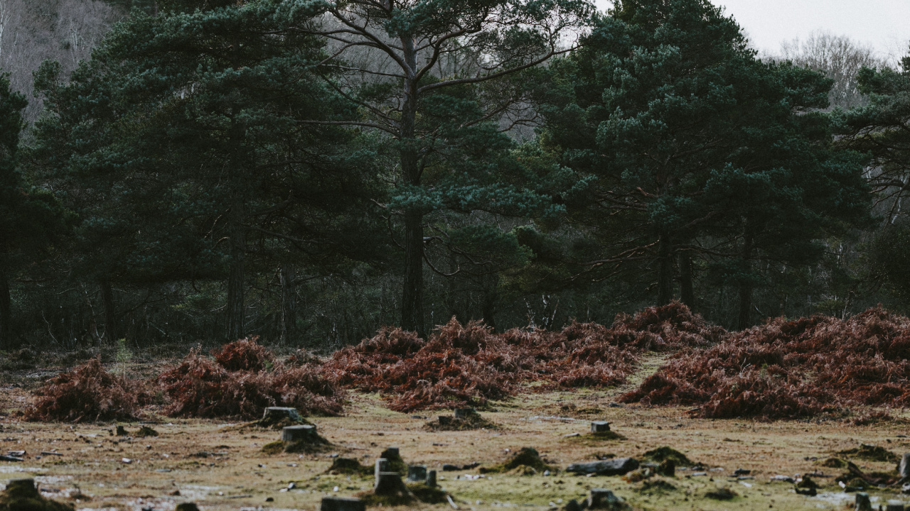 Baum, Natur, Wasser, Vegetation, Naturlandschaft. Wallpaper in 1280x720 Resolution