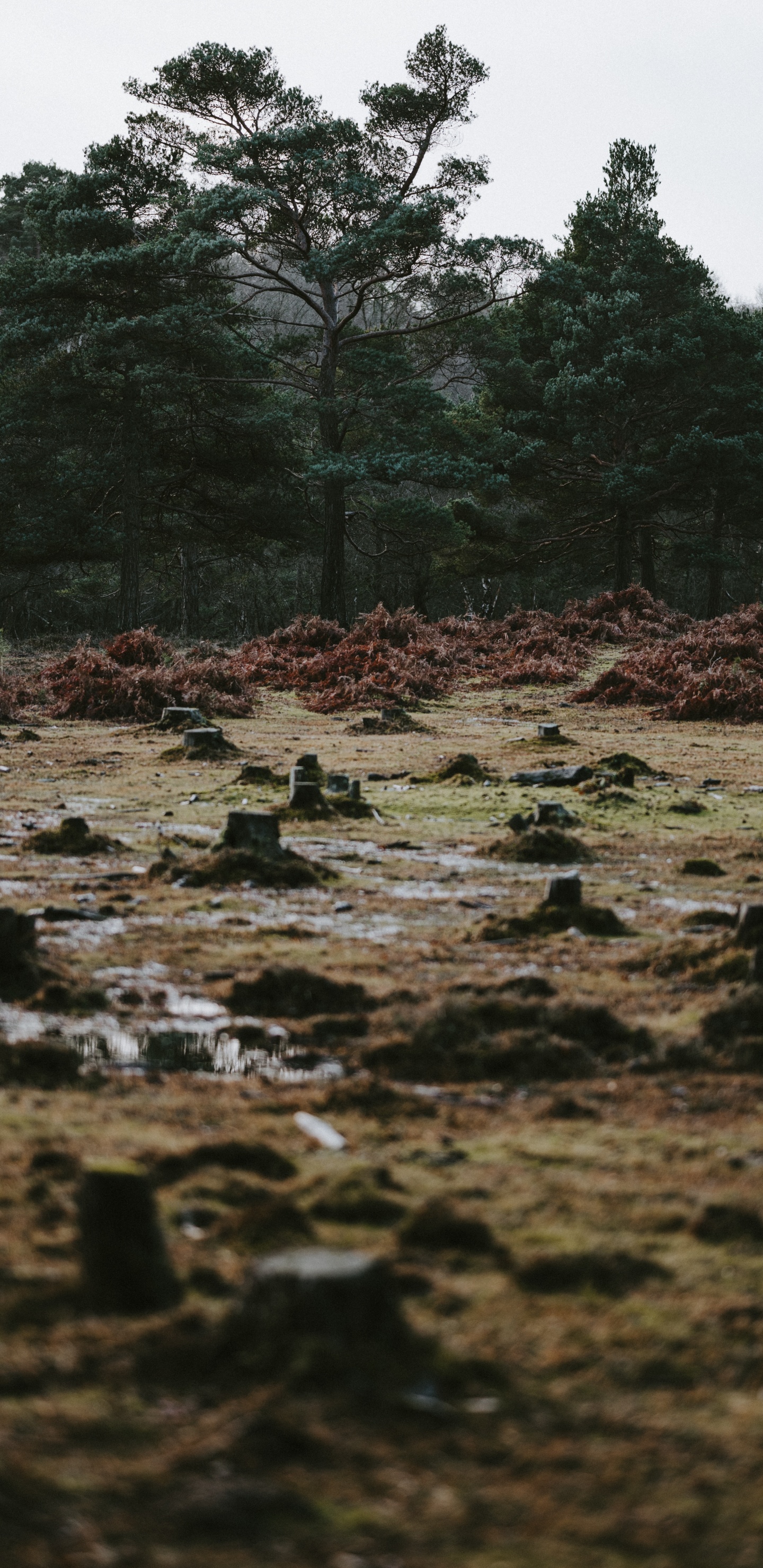 Baum, Natur, Wasser, Vegetation, Naturlandschaft. Wallpaper in 1440x2960 Resolution