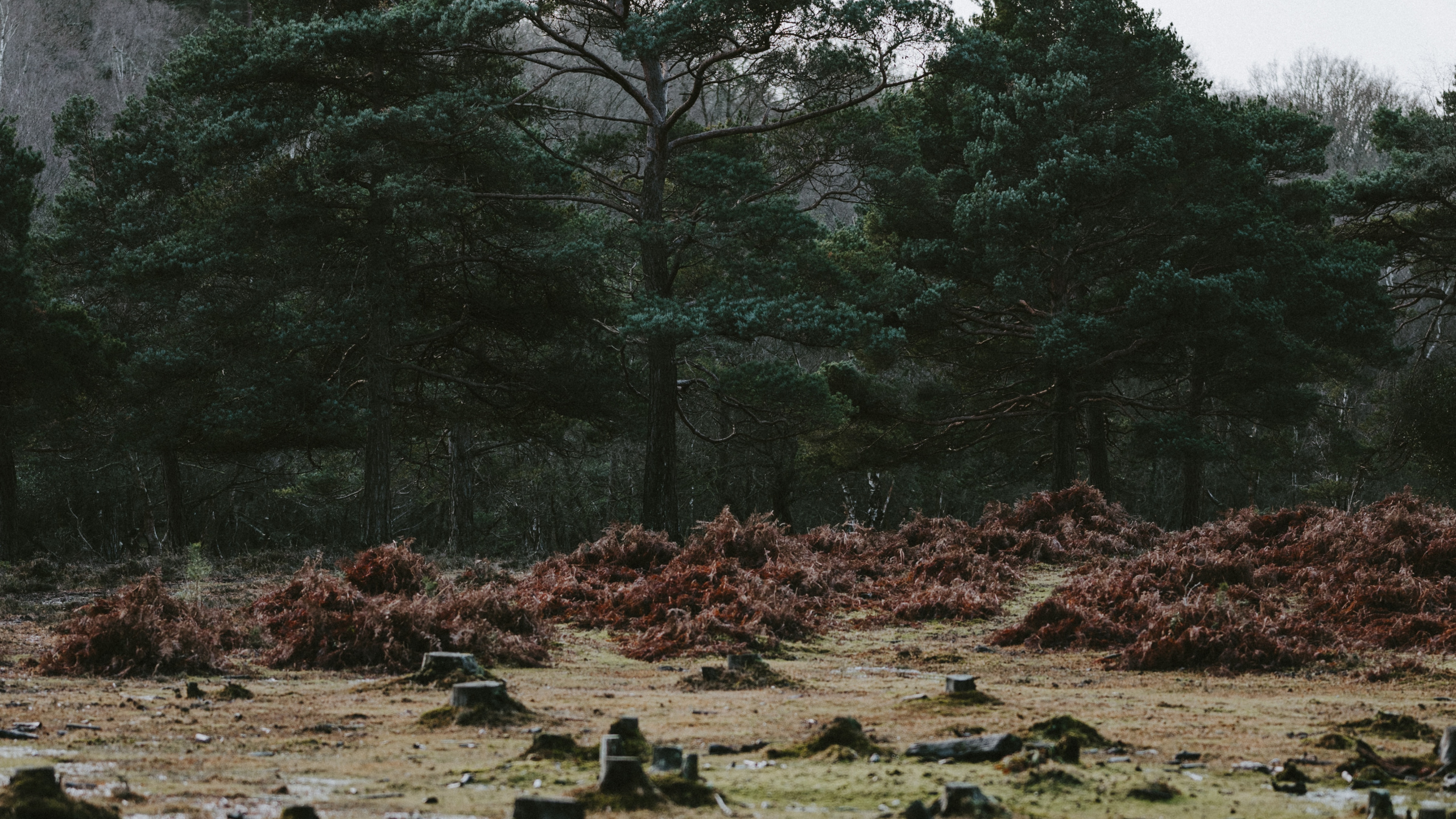 Baum, Natur, Wasser, Vegetation, Naturlandschaft. Wallpaper in 2560x1440 Resolution