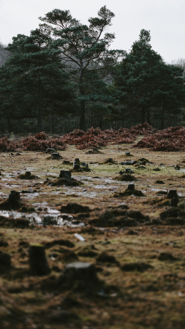 Baum, Natur, Wasser, Vegetation, Naturlandschaft. Wallpaper in 750x1334 Resolution