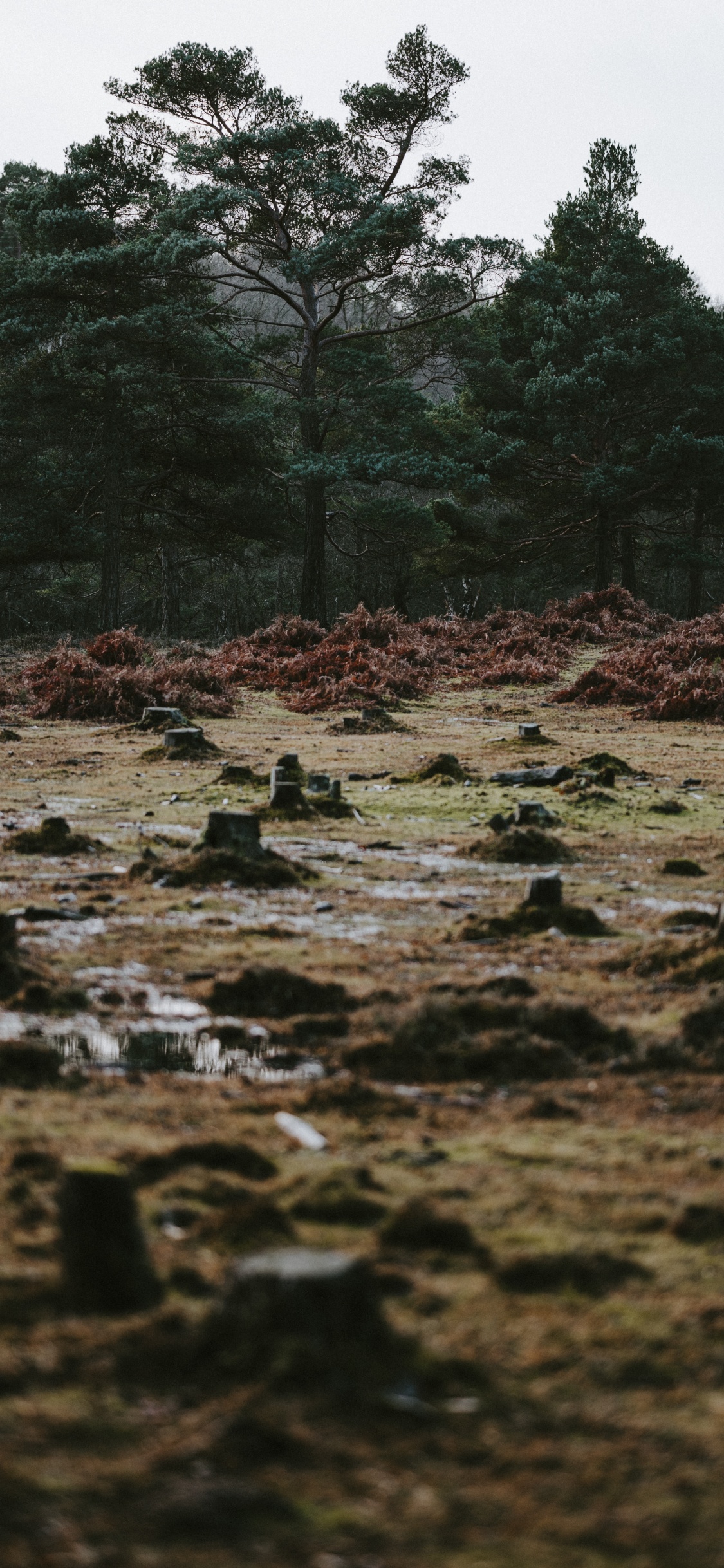 Nature, Eau, Végétation, Paysage Naturel, Environnement Naturel. Wallpaper in 1125x2436 Resolution
