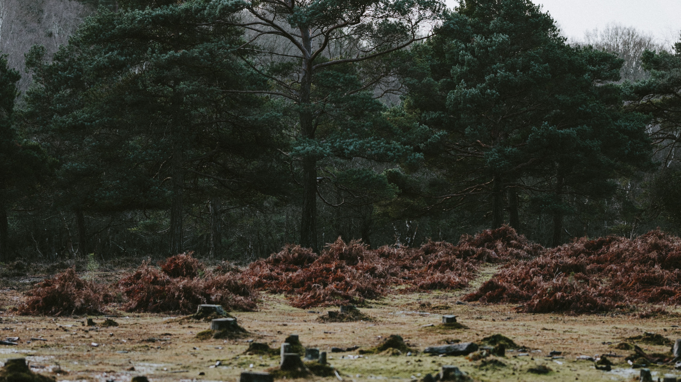 Nature, Eau, Végétation, Paysage Naturel, Environnement Naturel. Wallpaper in 1366x768 Resolution