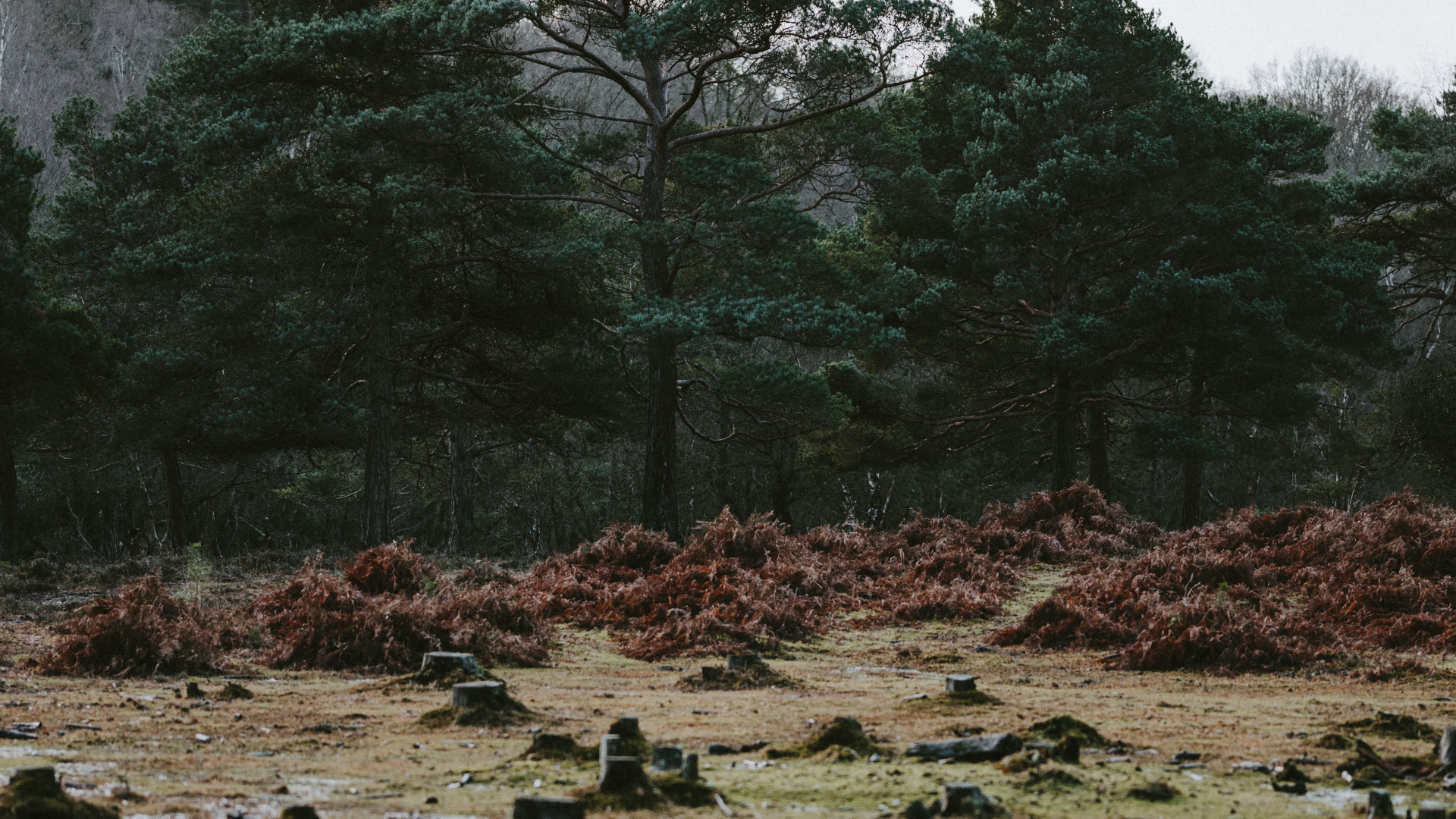 Nature, Eau, Végétation, Paysage Naturel, Environnement Naturel. Wallpaper in 1920x1080 Resolution