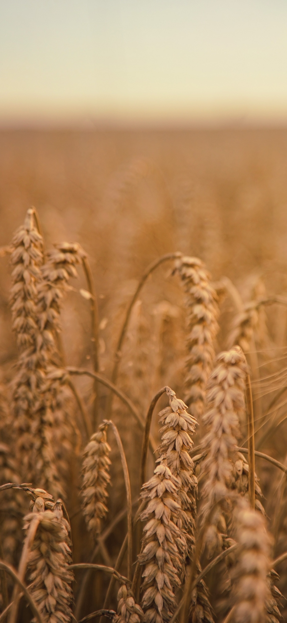 Champ de Blé Brun Pendant la Journée. Wallpaper in 1125x2436 Resolution