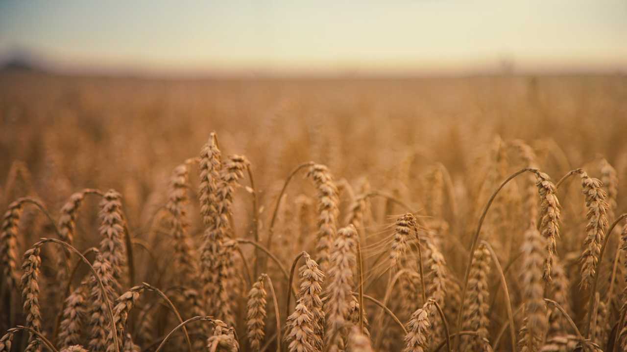 Brown Wheat Field During Daytime. Wallpaper in 1280x720 Resolution