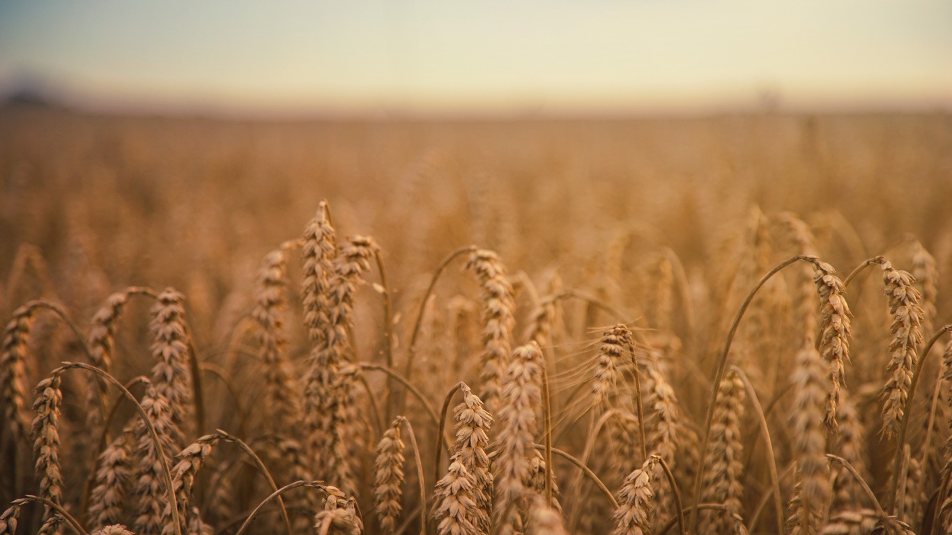 Brown Wheat Field During Daytime. Wallpaper in 1366x768 Resolution
