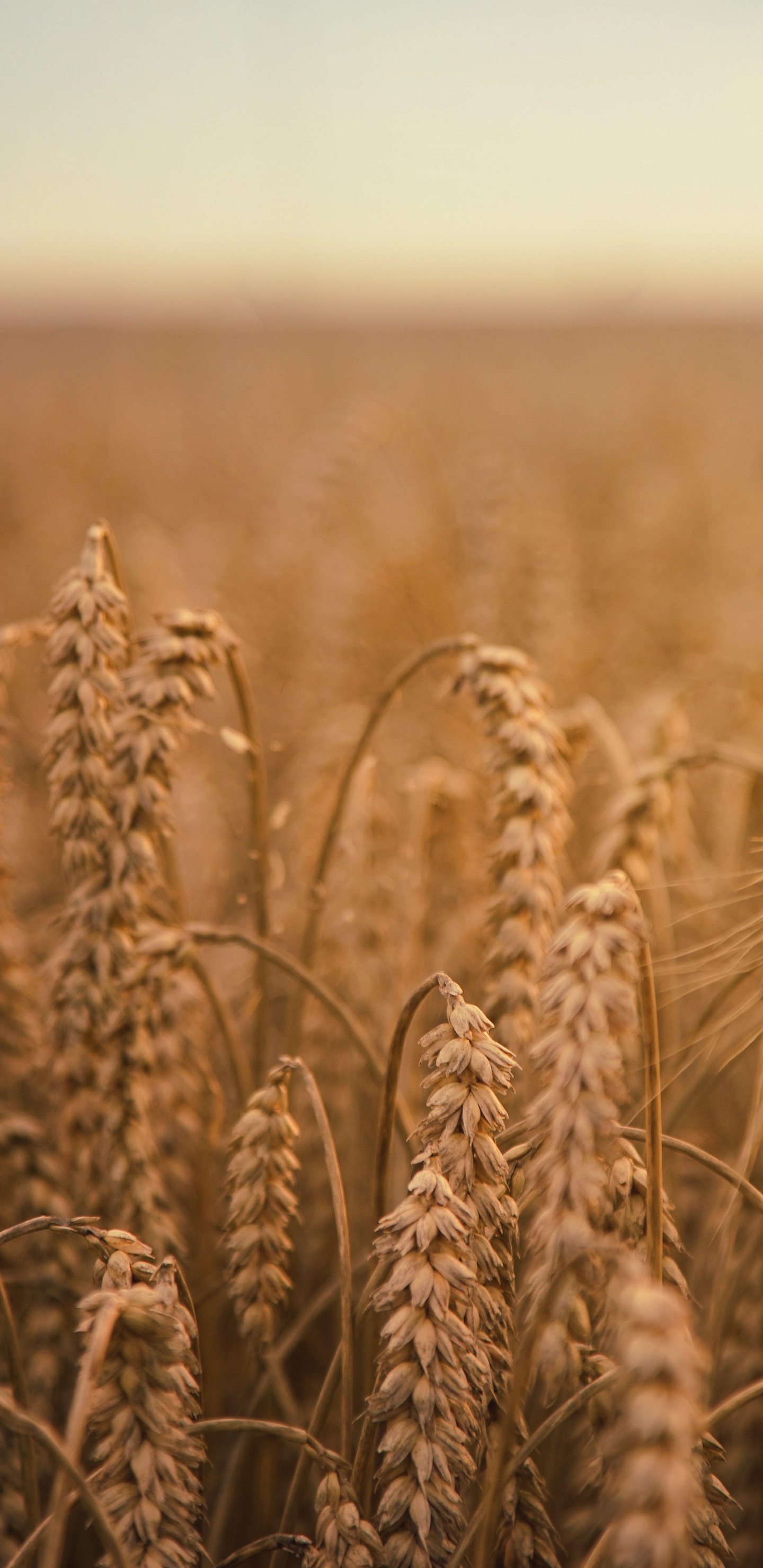 Brown Wheat Field During Daytime. Wallpaper in 1440x2960 Resolution