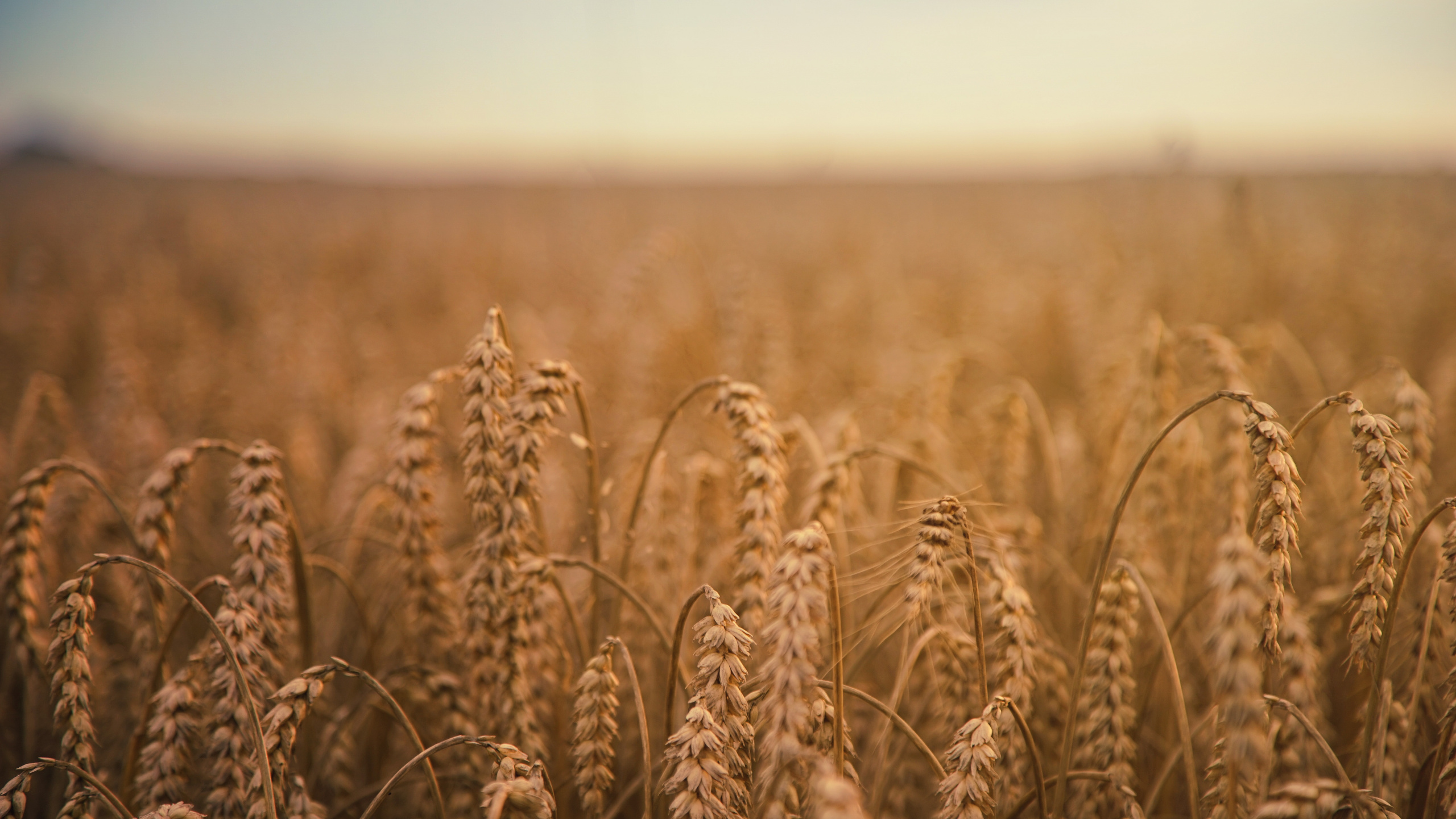 Brown Wheat Field During Daytime. Wallpaper in 2560x1440 Resolution