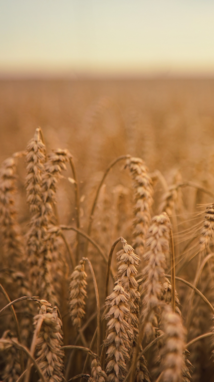 Brown Wheat Field During Daytime. Wallpaper in 750x1334 Resolution
