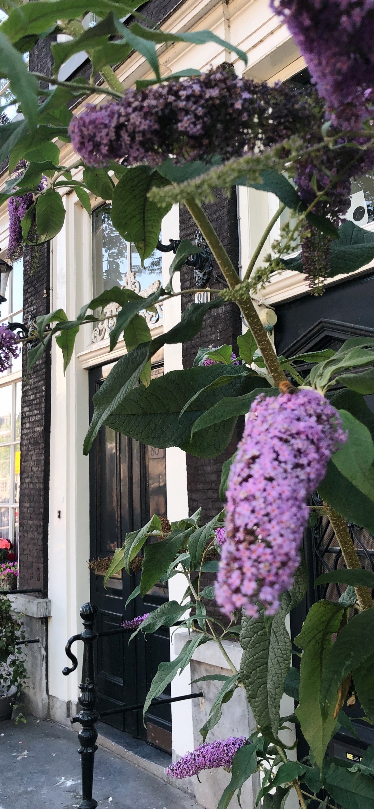 Blühende Pflanze, Physik, Wissenschaft, Purpur, Veilchen. Wallpaper in 1242x2688 Resolution