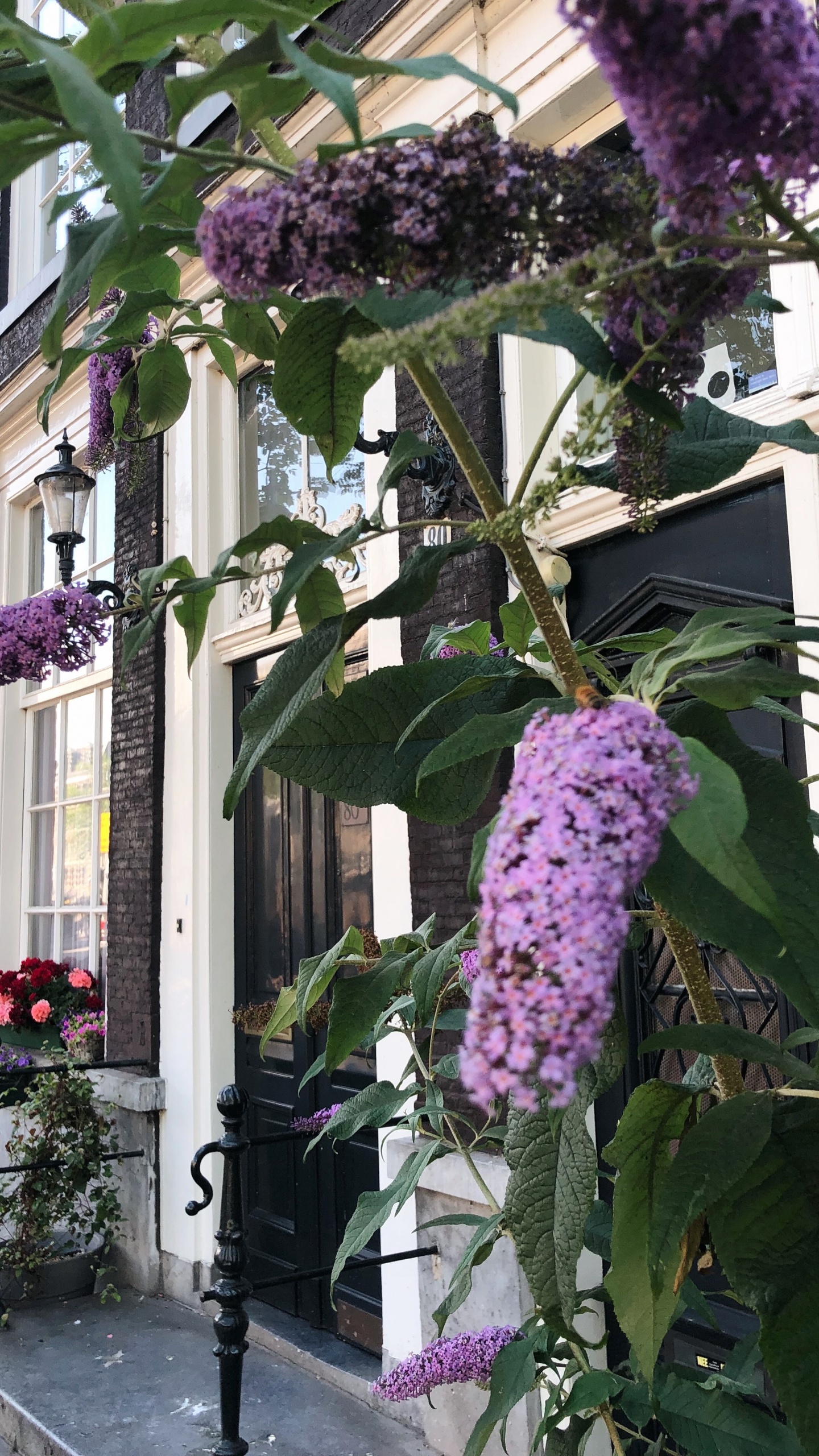 Blühende Pflanze, Physik, Wissenschaft, Purpur, Veilchen. Wallpaper in 1440x2560 Resolution