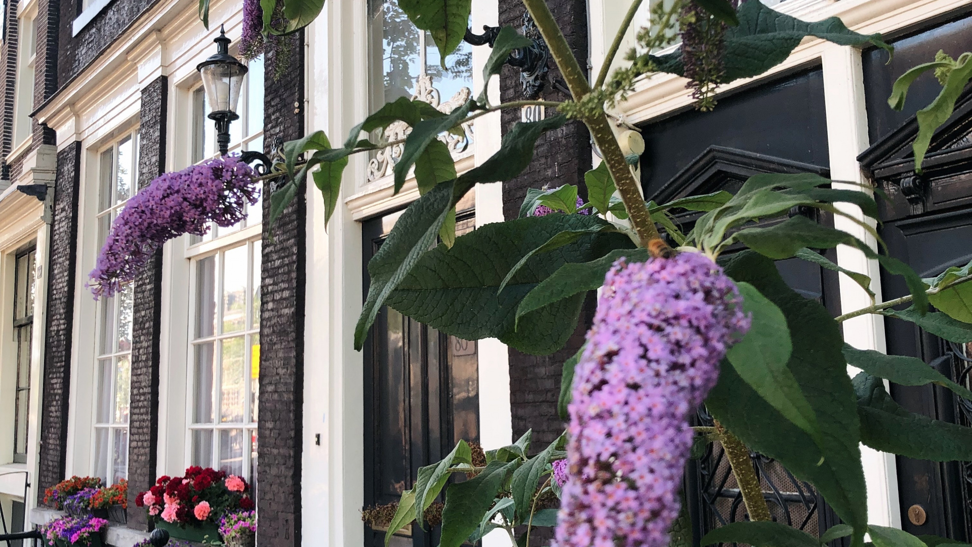 la Floración de la Planta, la Física, Ciencia, Morado, Violeta. Wallpaper in 1920x1080 Resolution