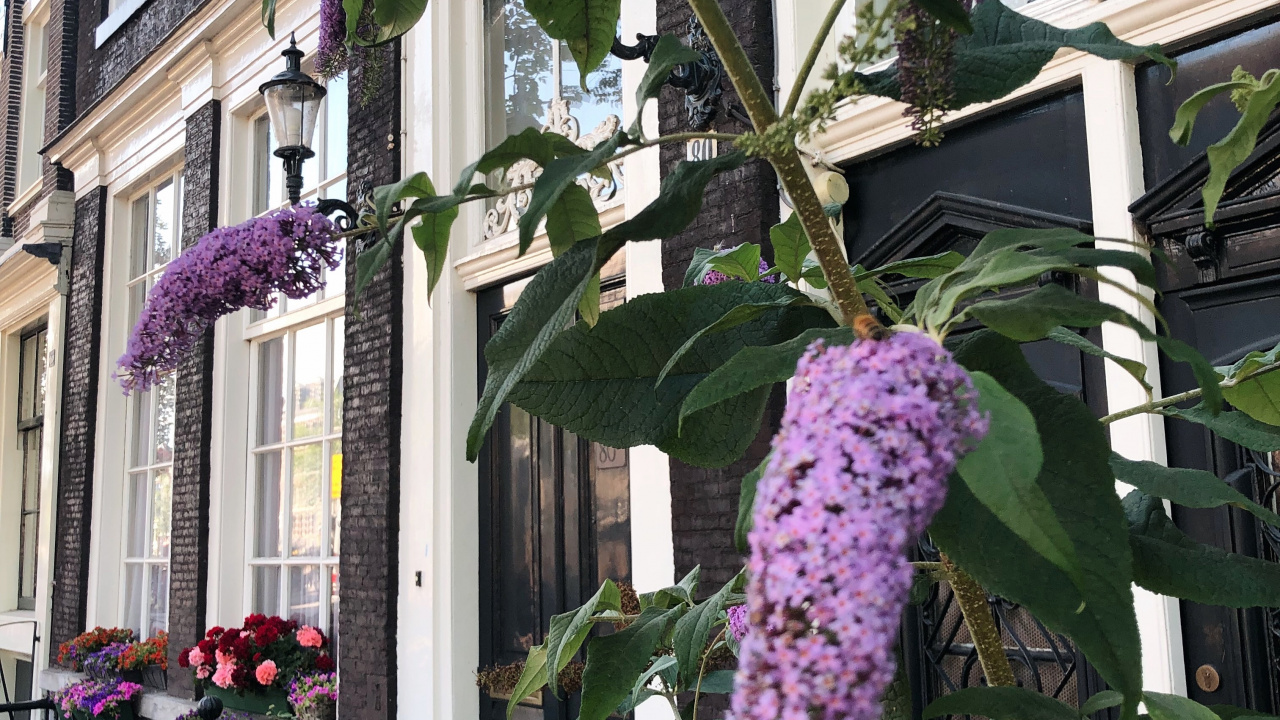 la Floraison de la Plante, Physique, Sciences, Purple, Violette. Wallpaper in 1280x720 Resolution