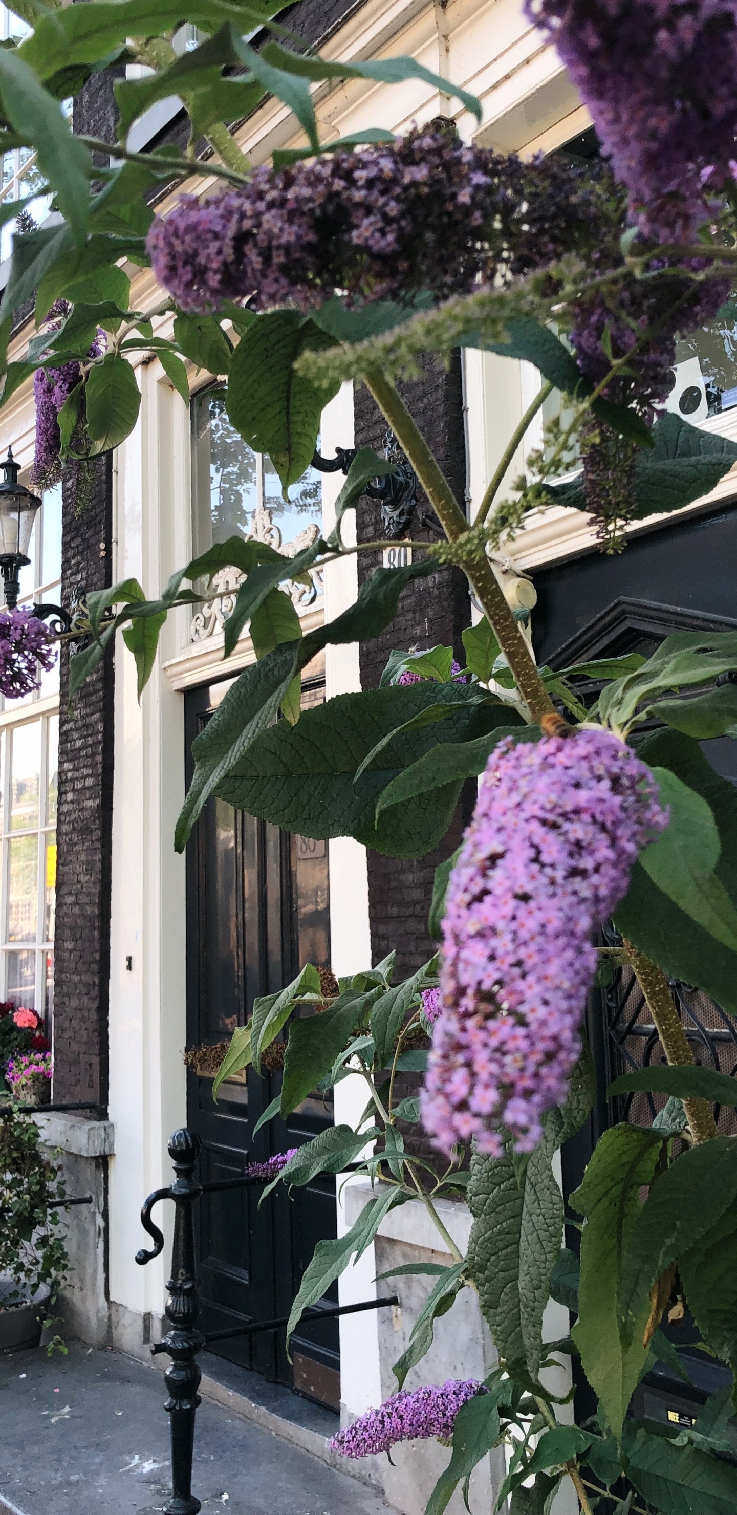 la Floraison de la Plante, Physique, Sciences, Purple, Violette. Wallpaper in 1440x2960 Resolution