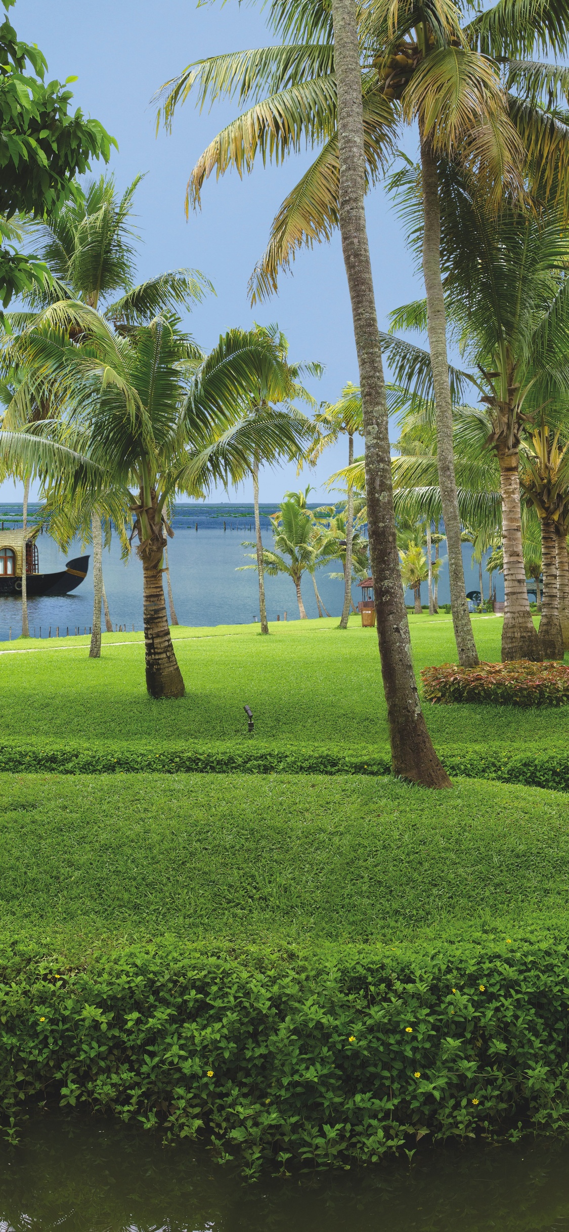 Green Palm Trees Near Body of Water During Daytime. Wallpaper in 1125x2436 Resolution