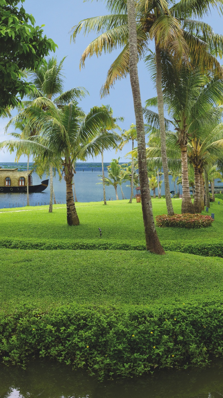 Green Palm Trees Near Body of Water During Daytime. Wallpaper in 720x1280 Resolution