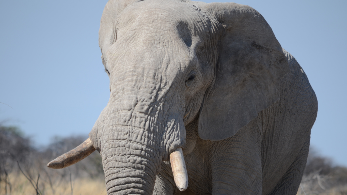 Elefante Gris en Campo de Hierba Marrón Durante el Día. Wallpaper in 1366x768 Resolution