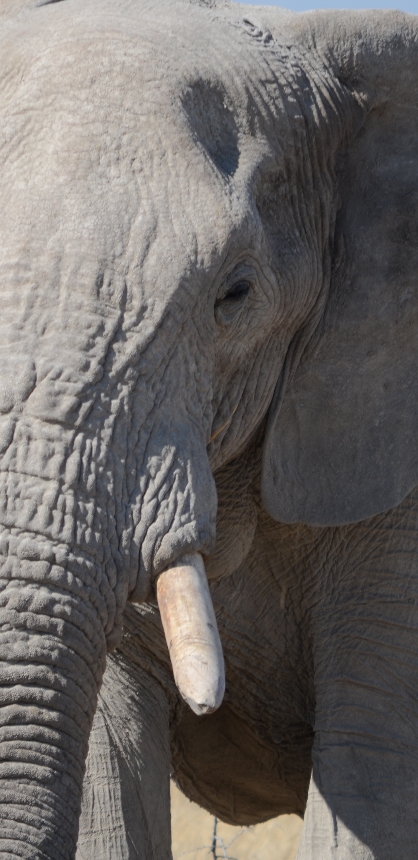 Elefante Gris en Campo de Hierba Marrón Durante el Día. Wallpaper in 1440x2960 Resolution