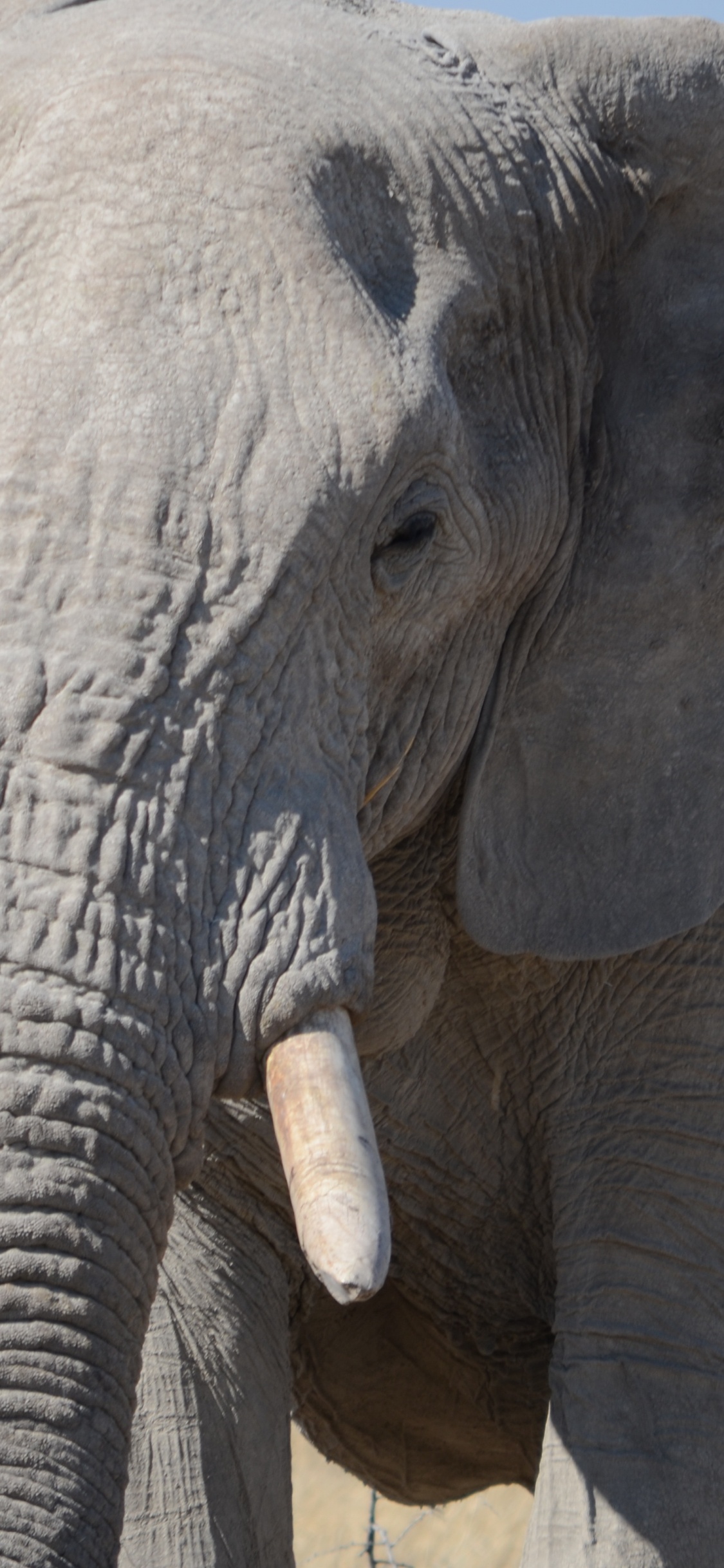 Grauer Elefant Auf Brauner Wiese Tagsüber. Wallpaper in 1125x2436 Resolution