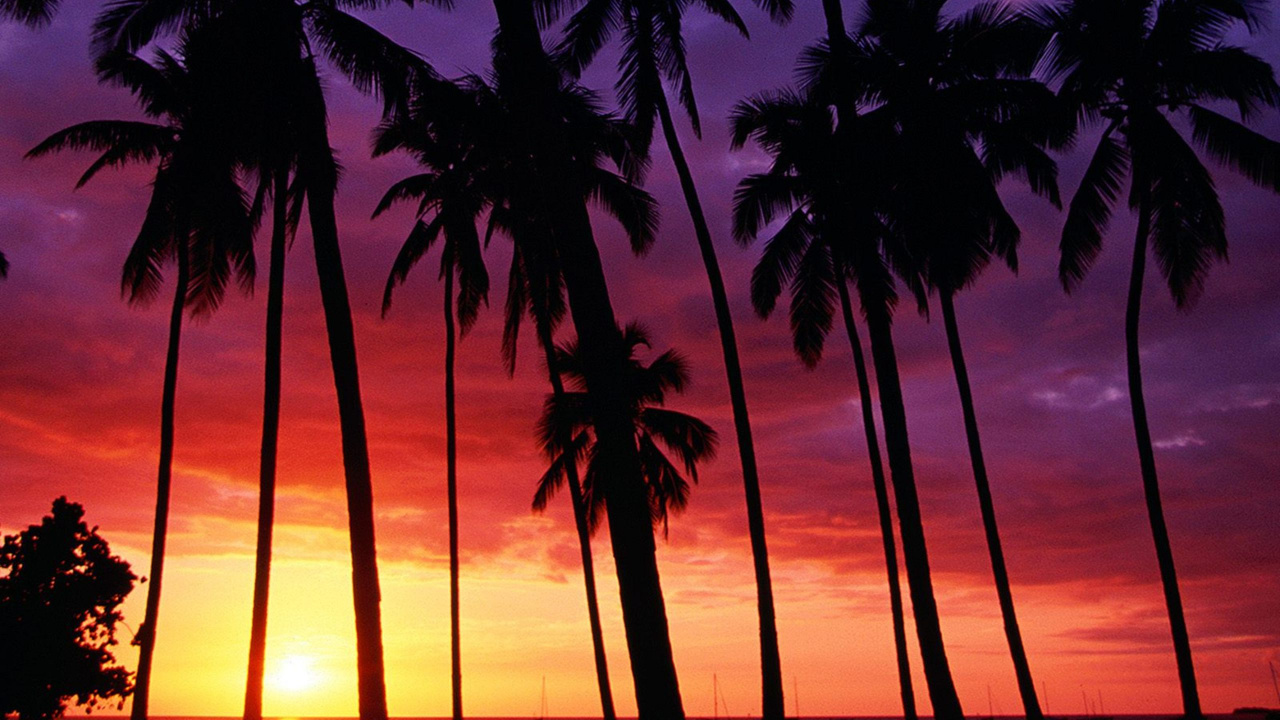 Silhouette of Palm Tree During Sunset. Wallpaper in 1280x720 Resolution