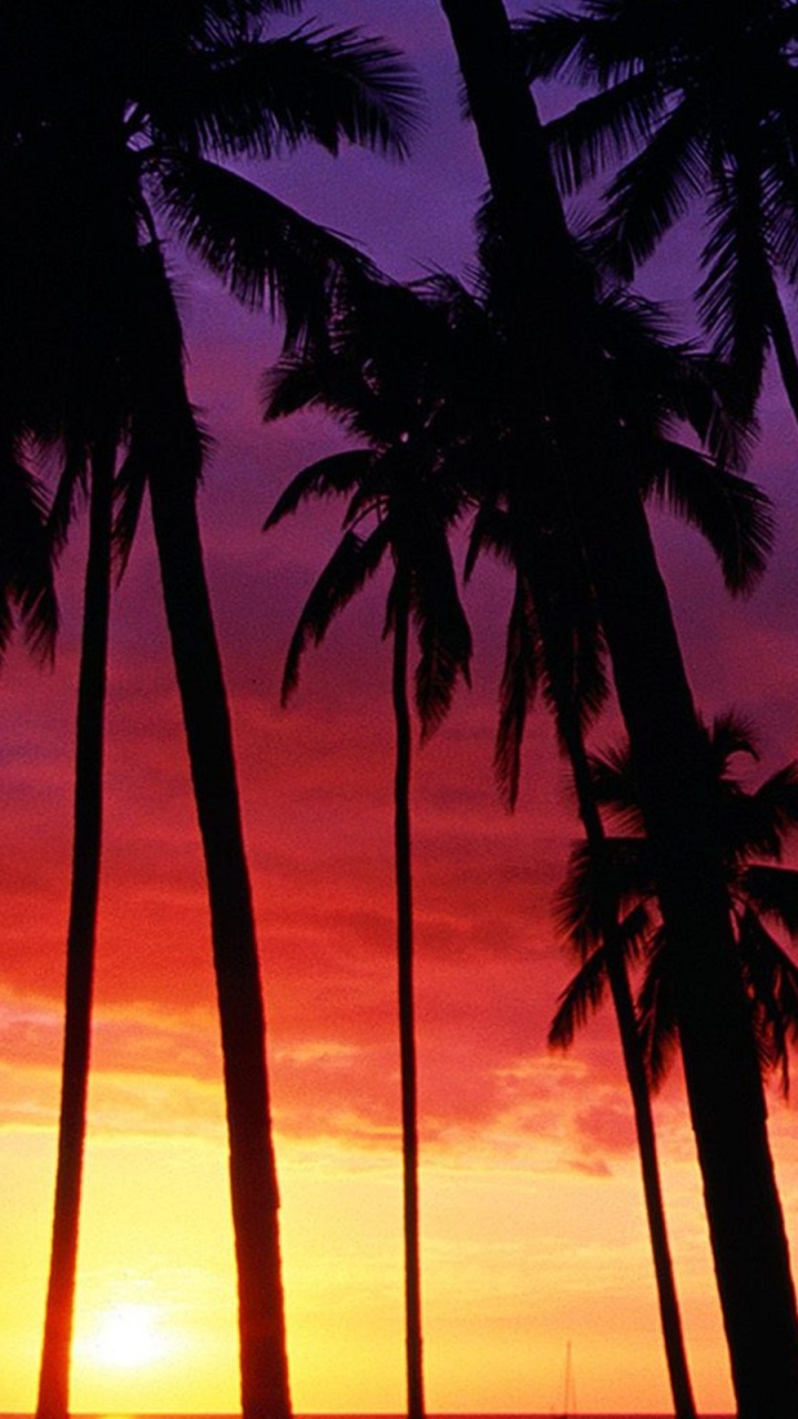 Silhouette of Palm Tree During Sunset. Wallpaper in 720x1280 Resolution