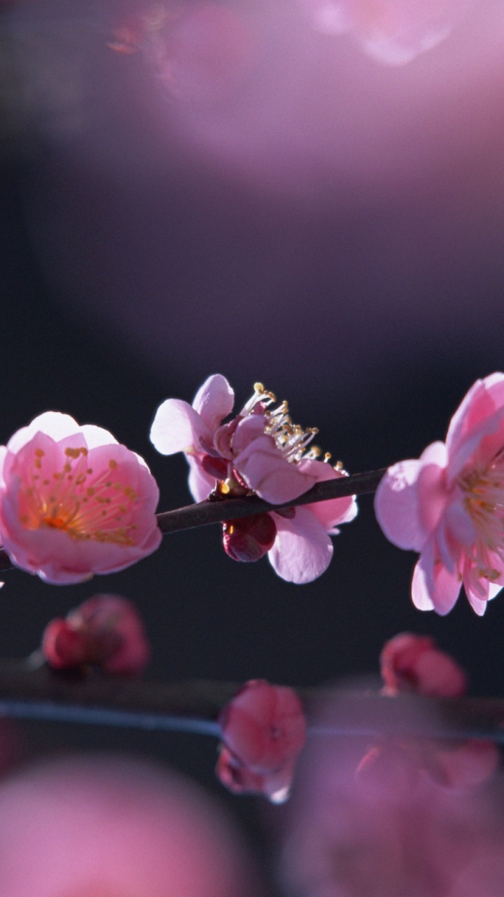 Pink and White Flower in Tilt Shift Lens. Wallpaper in 720x1280 Resolution