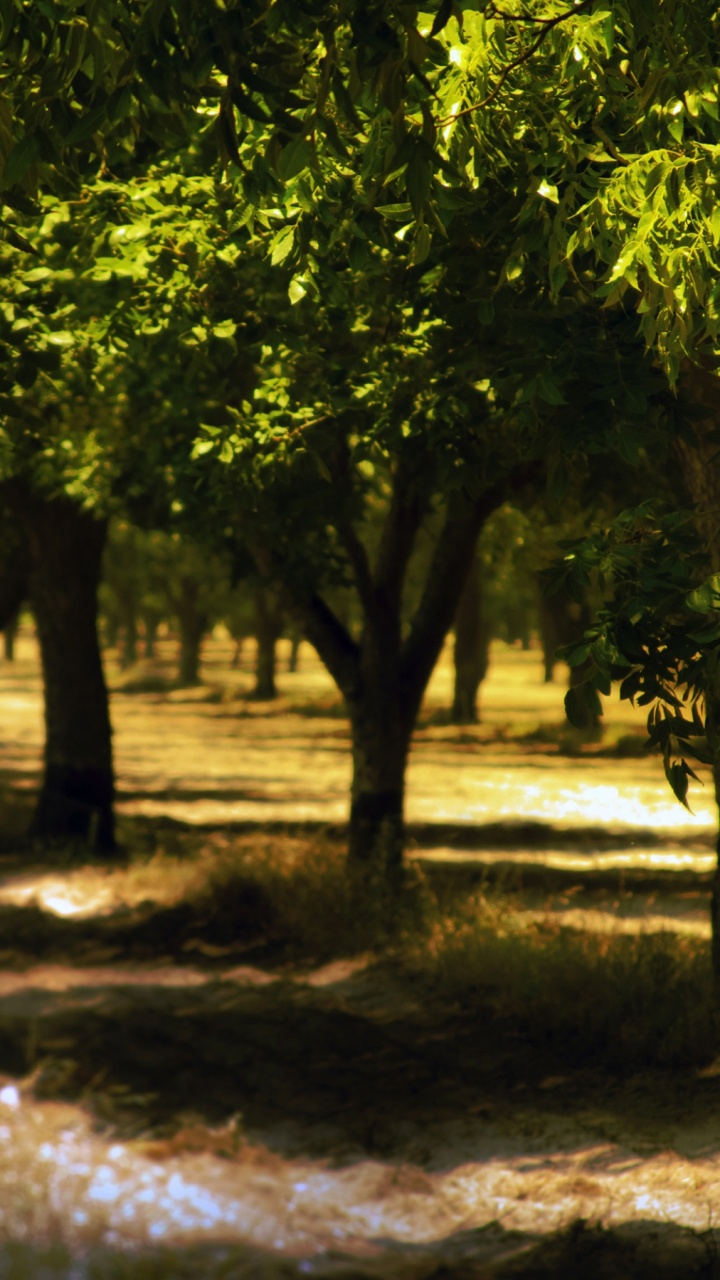Árbol Verde en Suelo Marrón. Wallpaper in 720x1280 Resolution