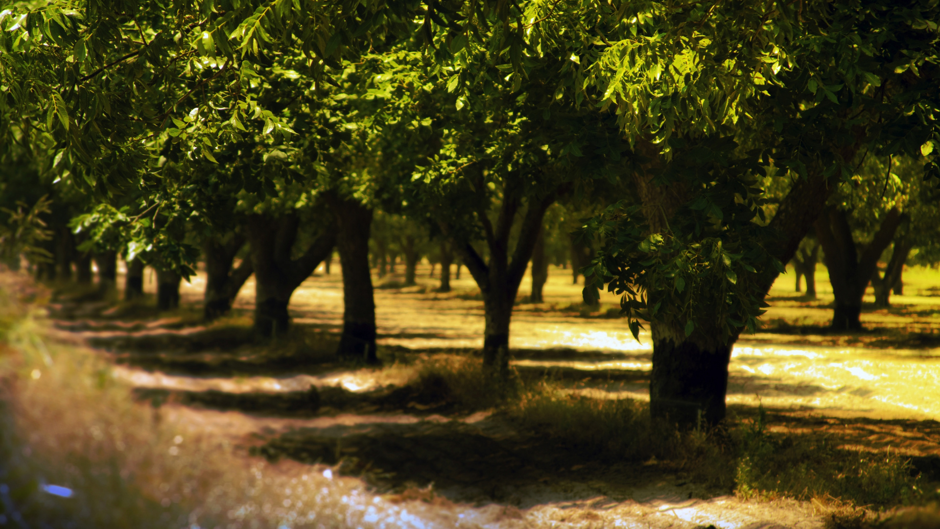Grüner Baum Auf Brauner Erde. Wallpaper in 1920x1080 Resolution
