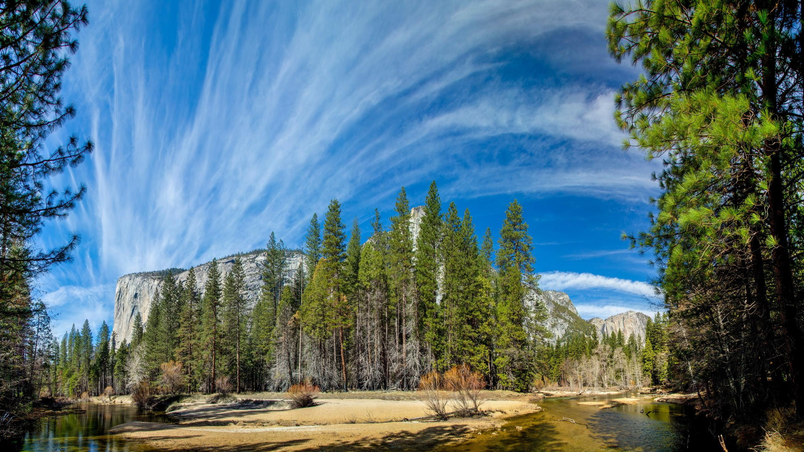Green Pine Trees Under Blue Sky During Daytime. Wallpaper in 2560x1440 Resolution