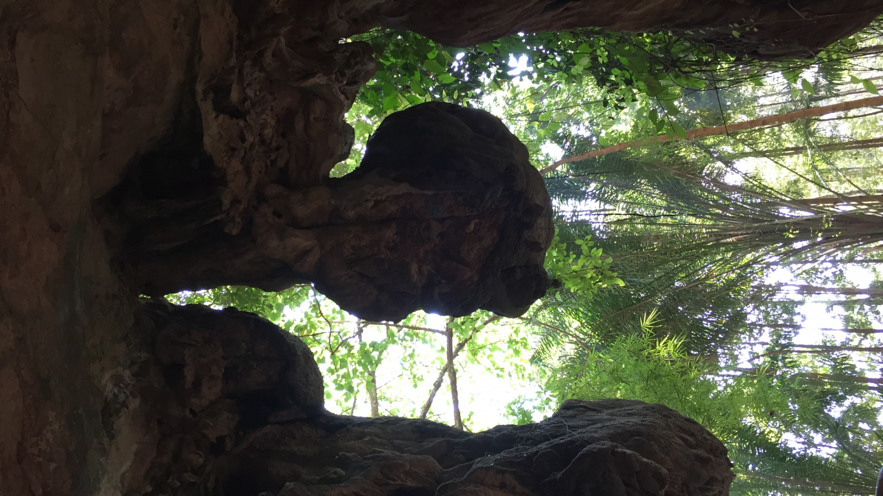 Baum, Den Alten Wald, Biologie, Wissenschaft, Farbtöne Und Schattierungen. Wallpaper in 1280x720 Resolution