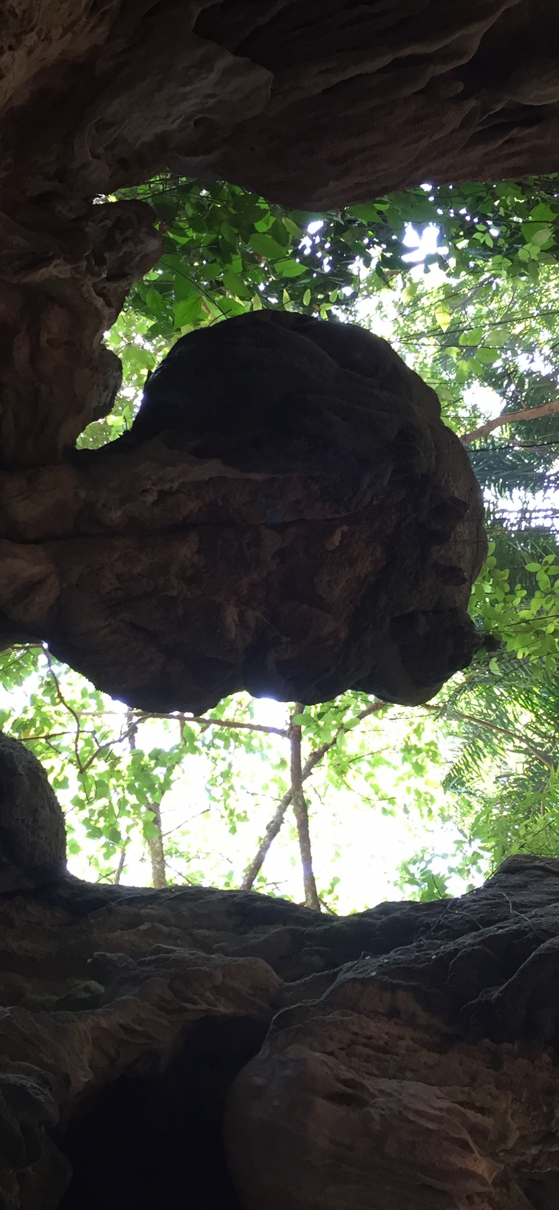 la Forêt Ancienne, Biologie, Sciences, de Teintes et de Nuances, la Réserve Naturelle De. Wallpaper in 1125x2436 Resolution