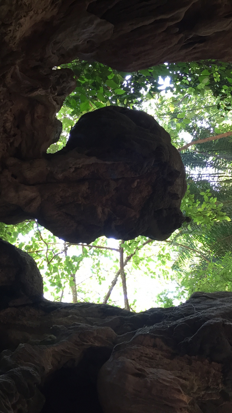 Tree, Old Growth Forest, Biology, Science, Tints and Shades. Wallpaper in 750x1334 Resolution