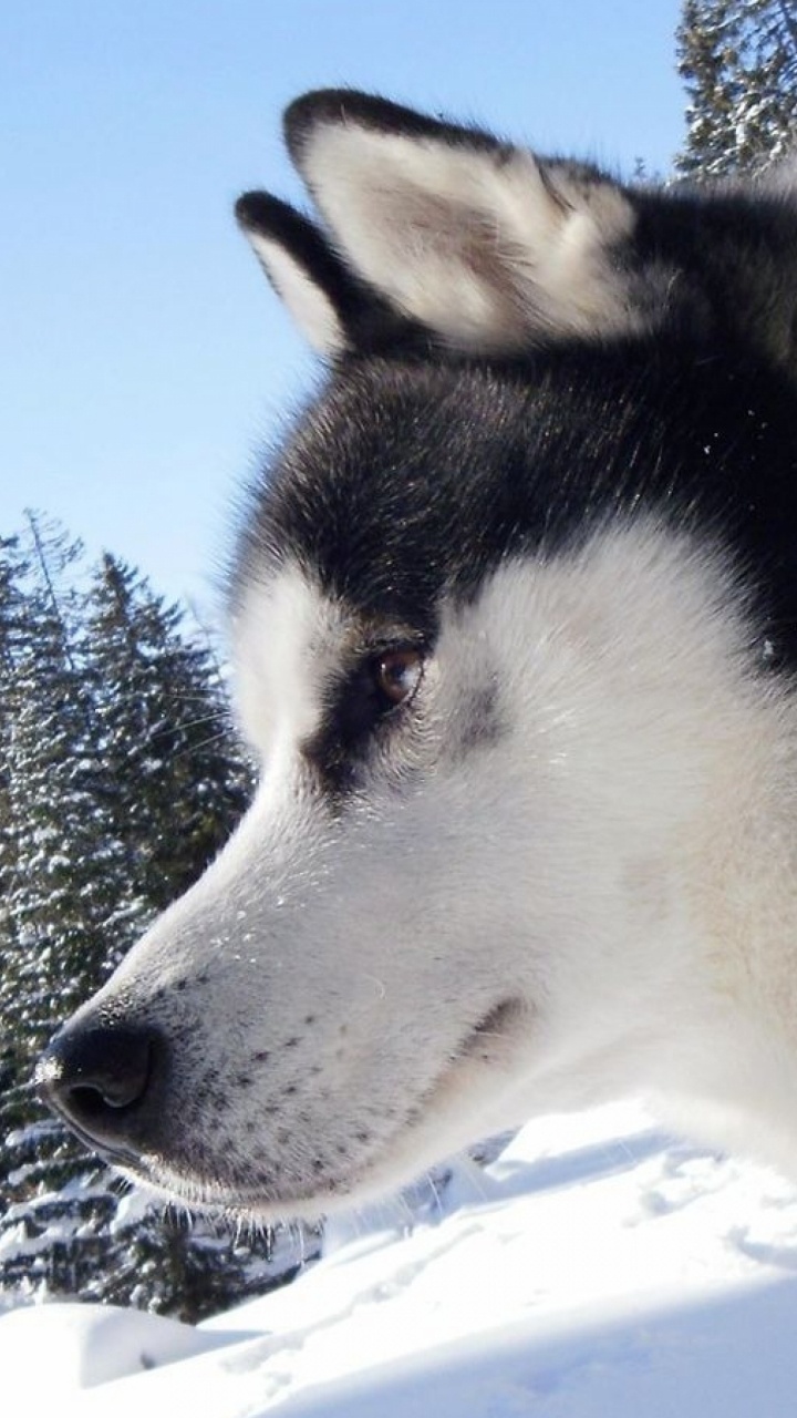 Schwarz-Weiß-Siberian Husky Auf Schneebedecktem Boden Tagsüber. Wallpaper in 720x1280 Resolution