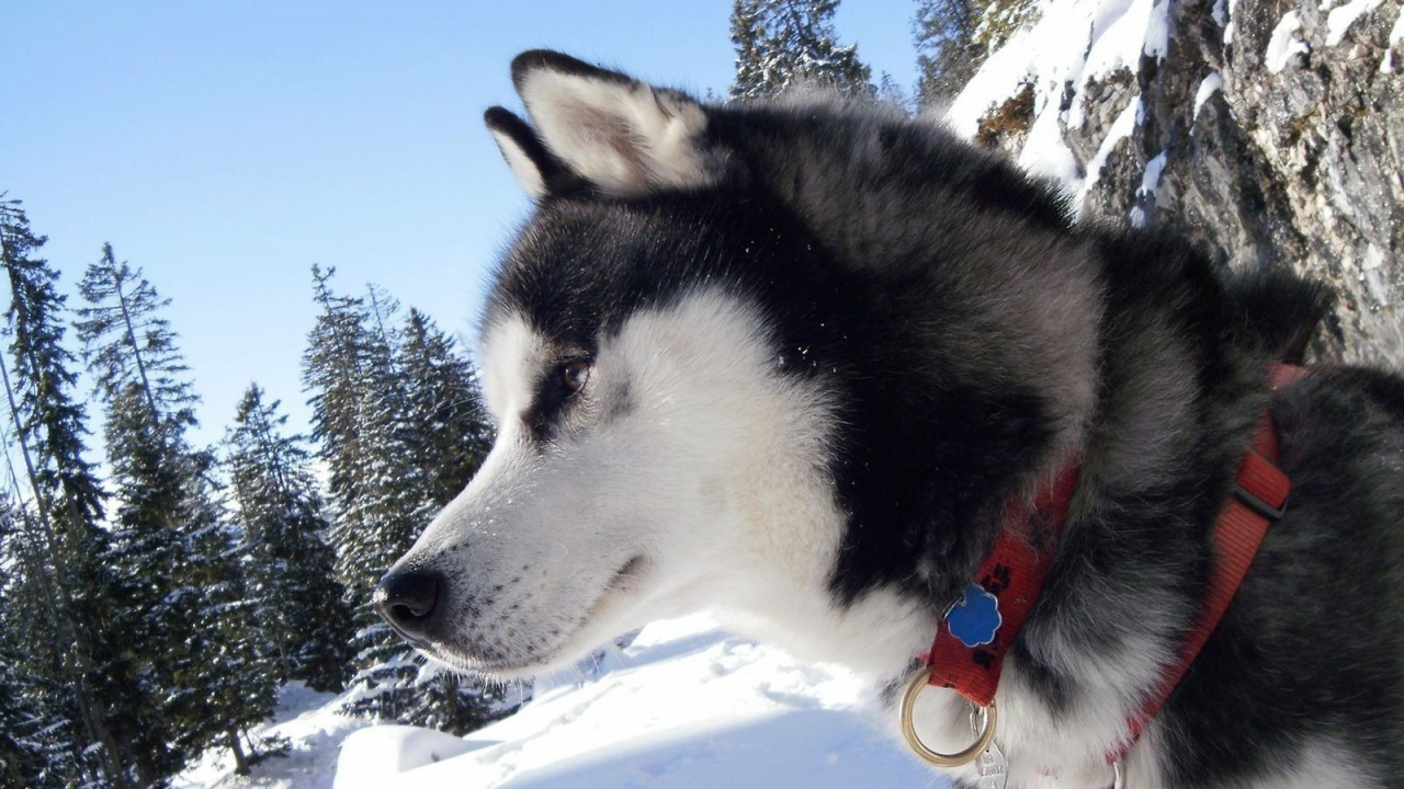 阿拉斯加雪橇犬, 赫斯基, 萨哈林赫斯基, 雪橇狗, 哈士奇 壁纸 1280x720 允许