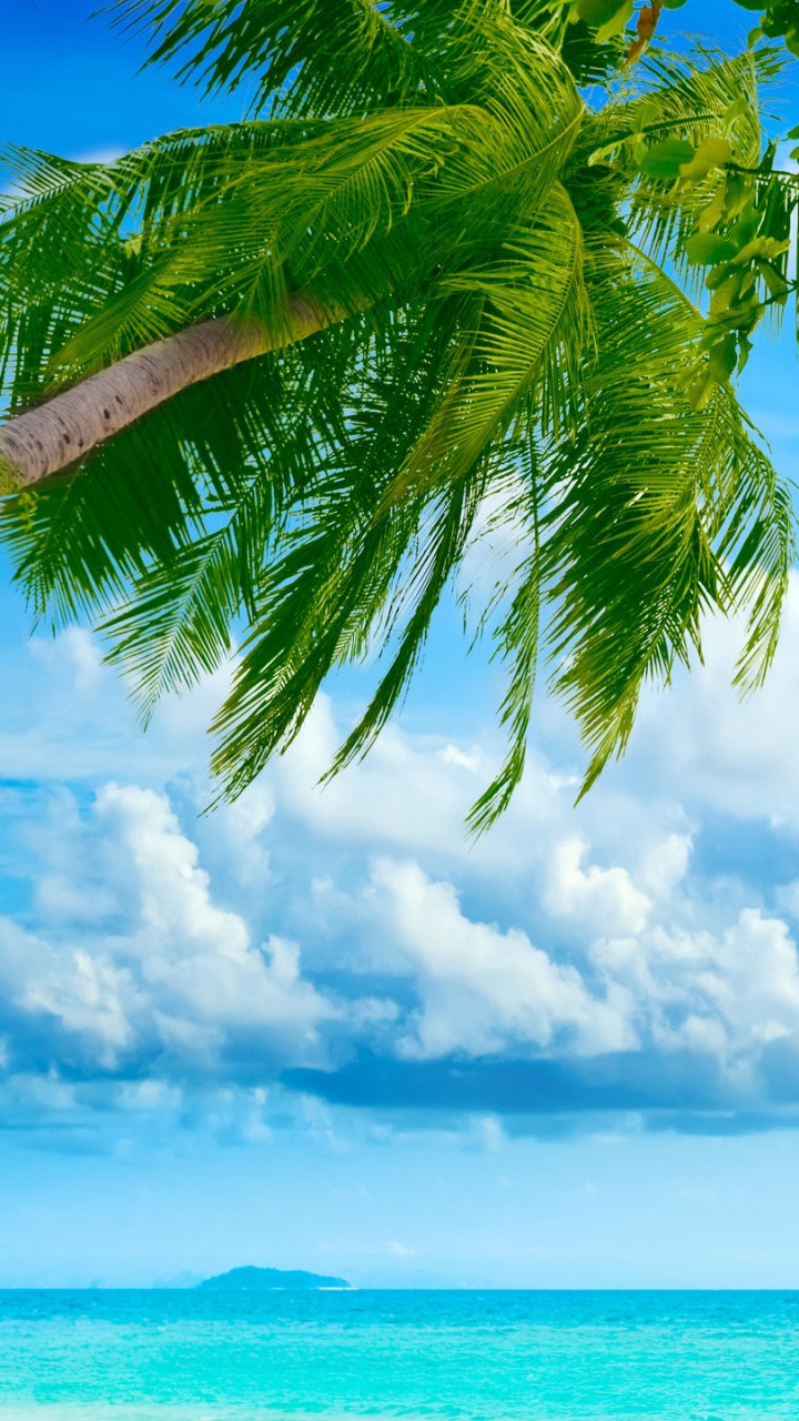 Cocotier Près de la Mer Sous Des Nuages Blancs et un Ciel Bleu Pendant la Journée. Wallpaper in 720x1280 Resolution