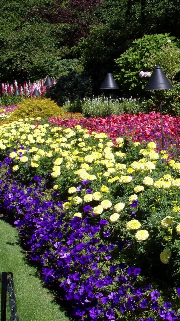 Jardin de Fleurs Violet et Jaune. Wallpaper in 720x1280 Resolution