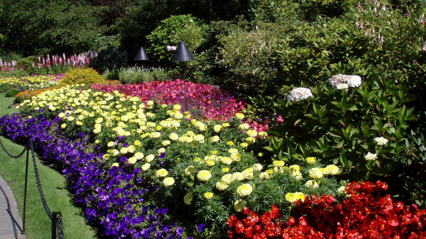 Purple and Yellow Flower Garden. Wallpaper in 1366x768 Resolution