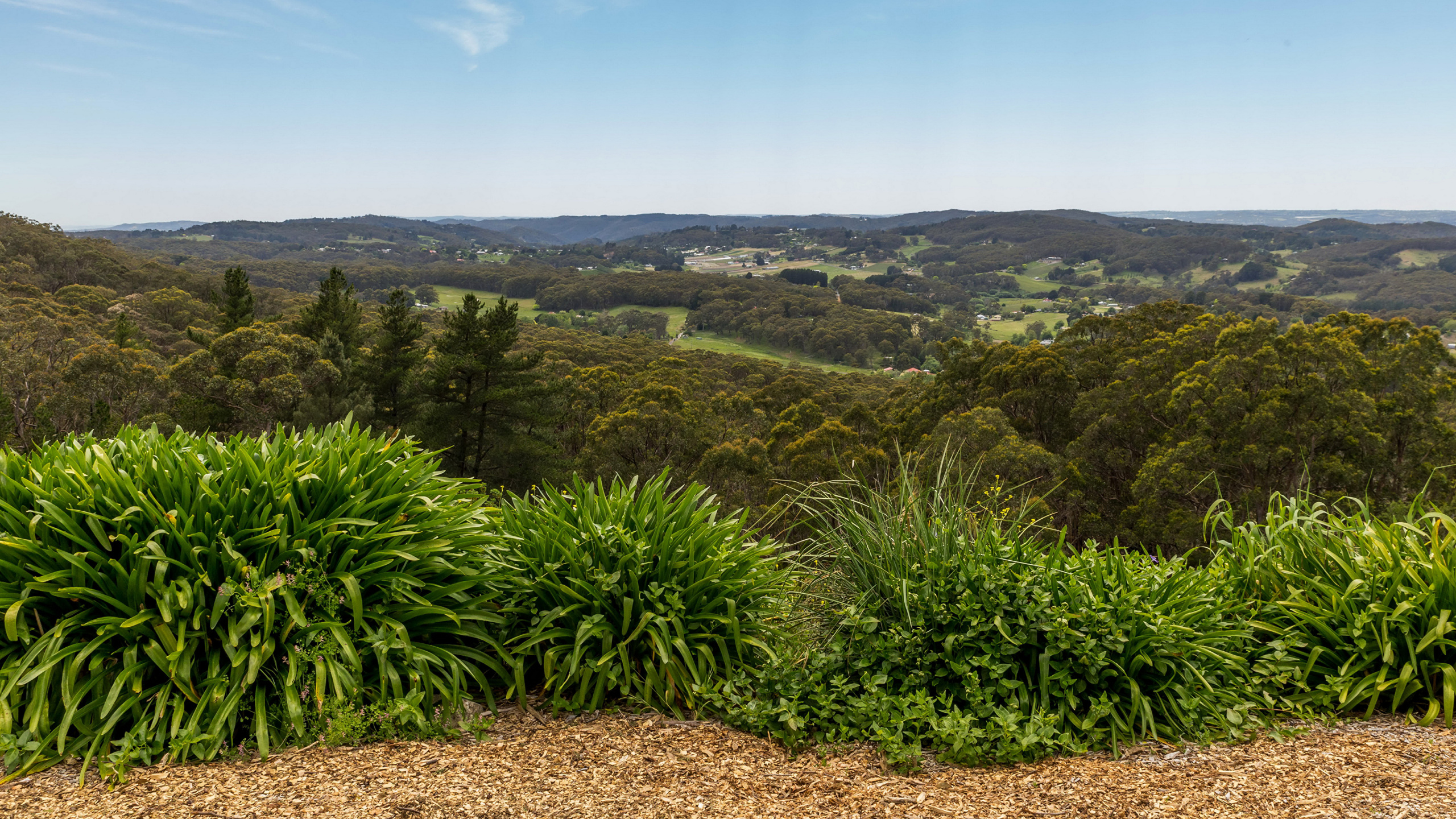 Green Trees on Brown Soil Under Blue Sky During Daytime. Wallpaper in 2560x1440 Resolution