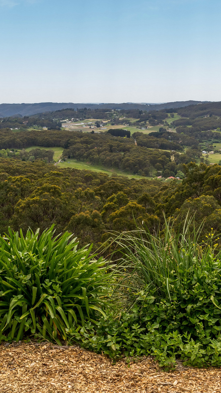 Green Trees on Brown Soil Under Blue Sky During Daytime. Wallpaper in 750x1334 Resolution