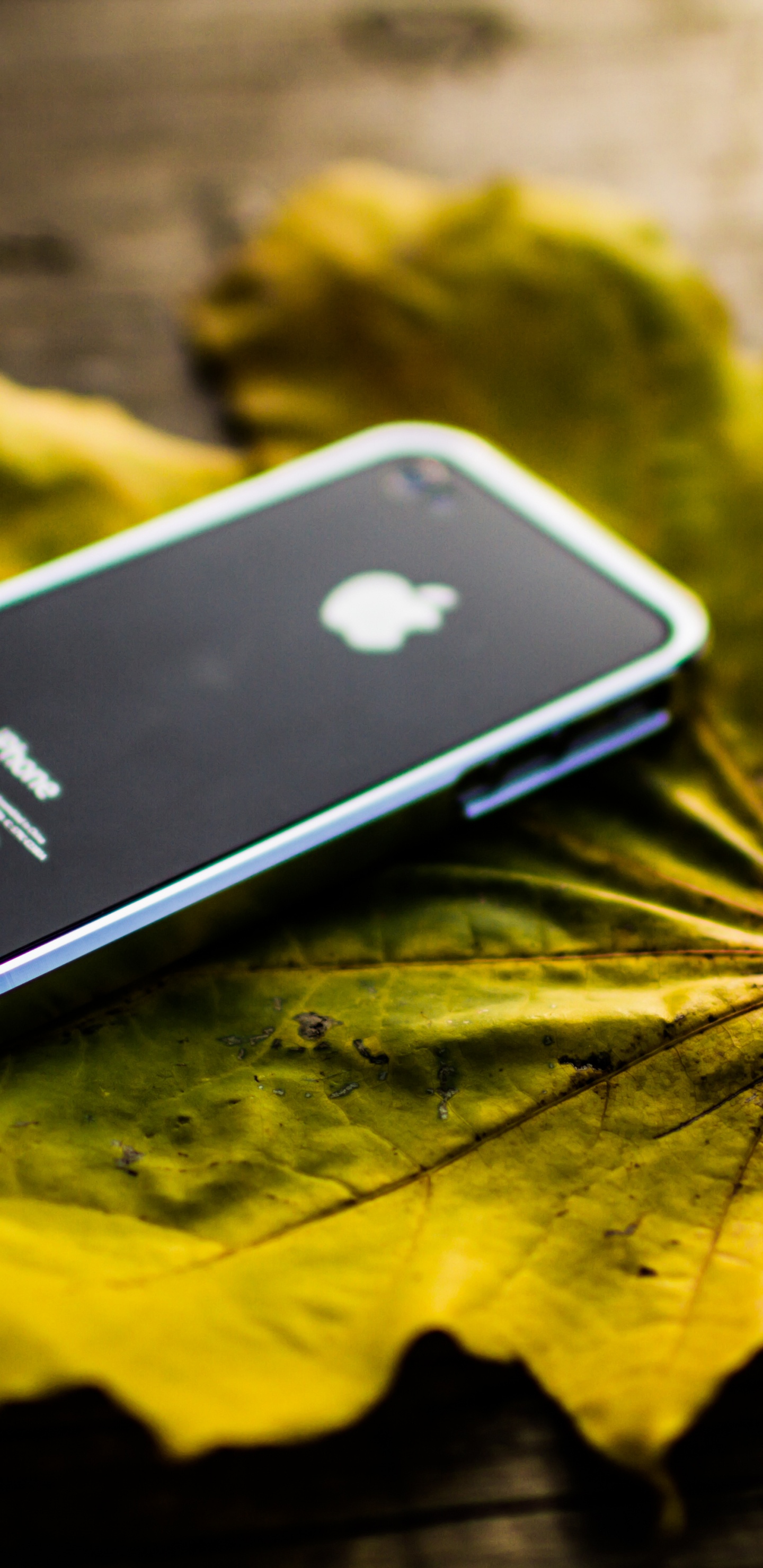 Iphone 5 Noir Sur Feuille D'érable Jaune. Wallpaper in 1440x2960 Resolution