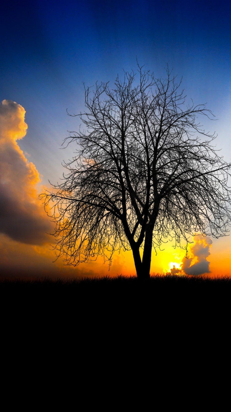 Leafless Tree Under Blue Sky During Sunset. Wallpaper in 750x1334 Resolution