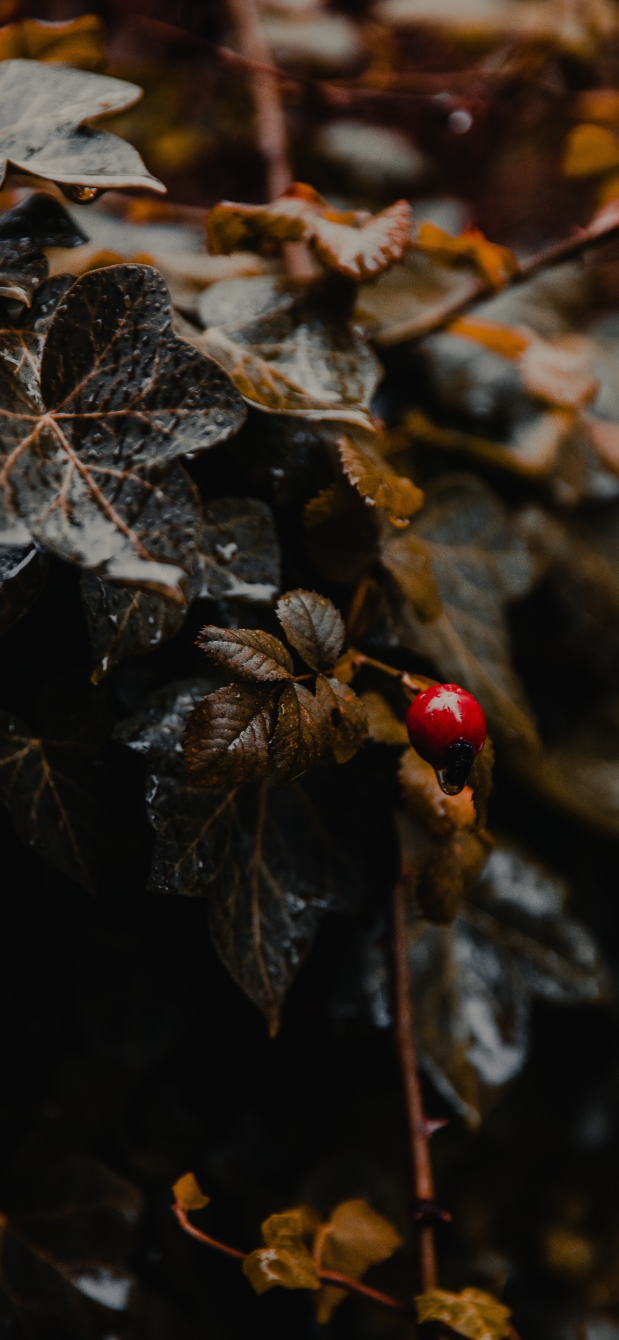 Coccinelle Rouge et Noire Sur Feuille Séchée Marron Dans L'objectif à Basculement. Wallpaper in 1242x2688 Resolution
