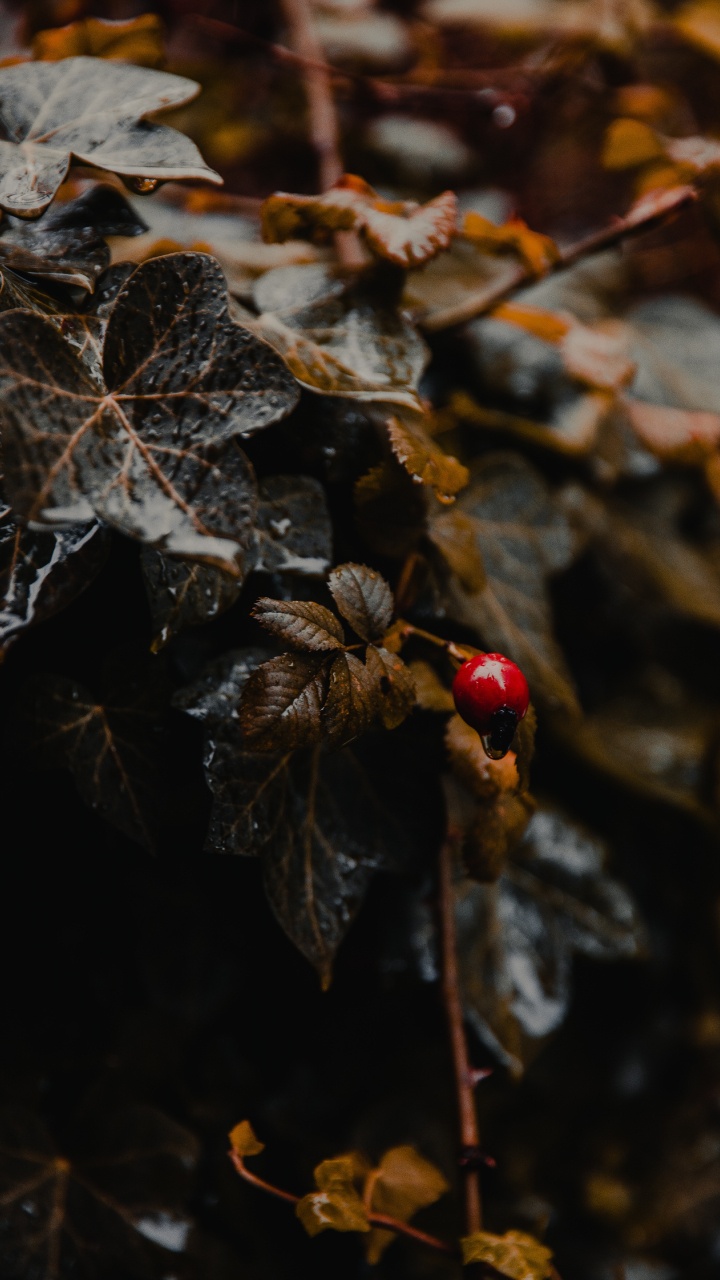 Coccinelle Rouge et Noire Sur Feuille Séchée Marron Dans L'objectif à Basculement. Wallpaper in 720x1280 Resolution