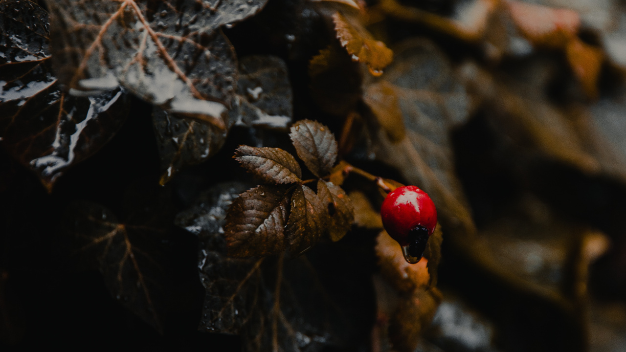 Red and Black Ladybug on Brown Dried Leaf in Tilt Shift Lens. Wallpaper in 1280x720 Resolution