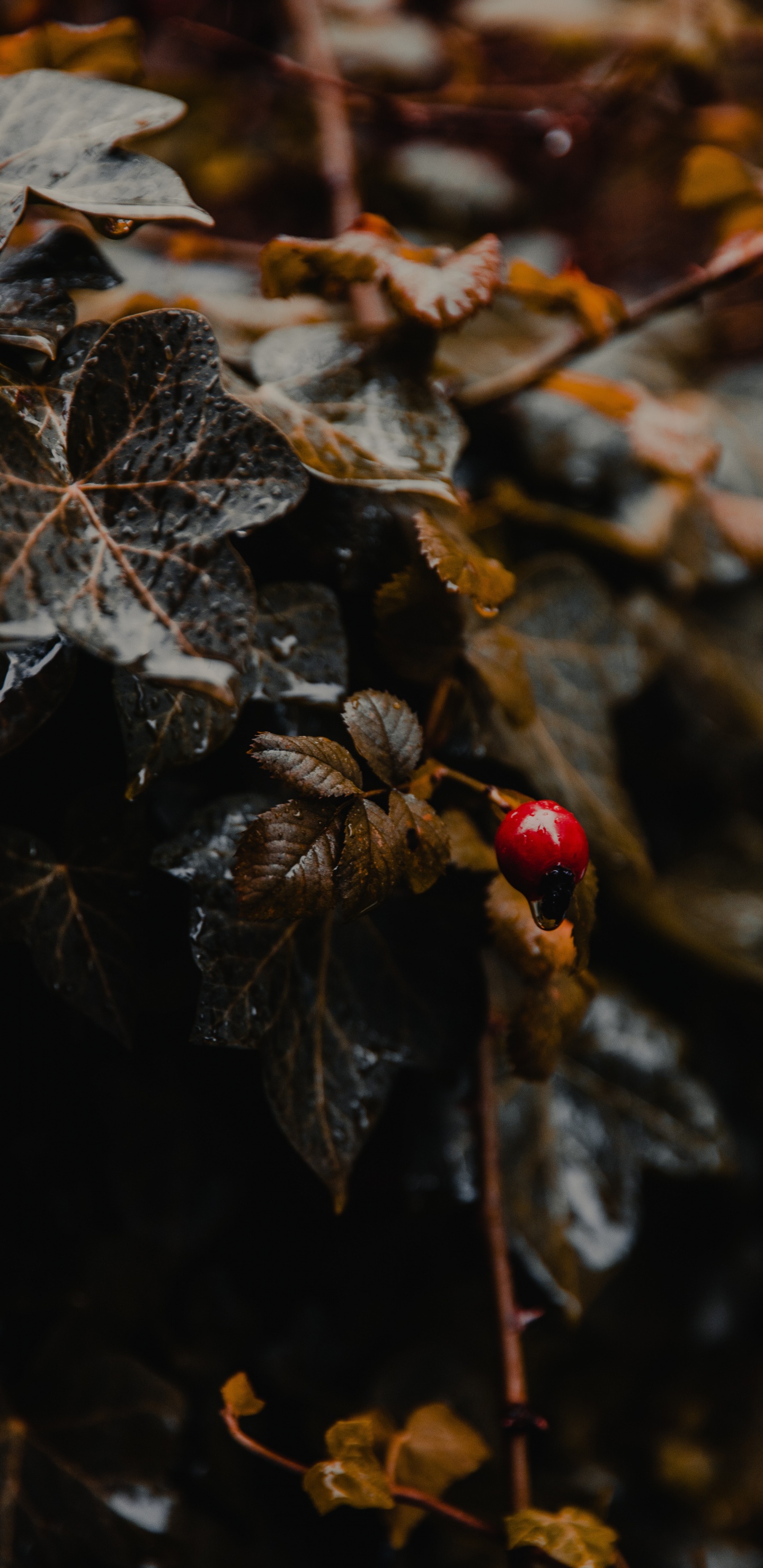 Red and Black Ladybug on Brown Dried Leaf in Tilt Shift Lens. Wallpaper in 1440x2960 Resolution